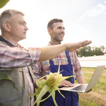 Talking about their corn field